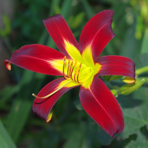 Hemerocallis I See Stars 